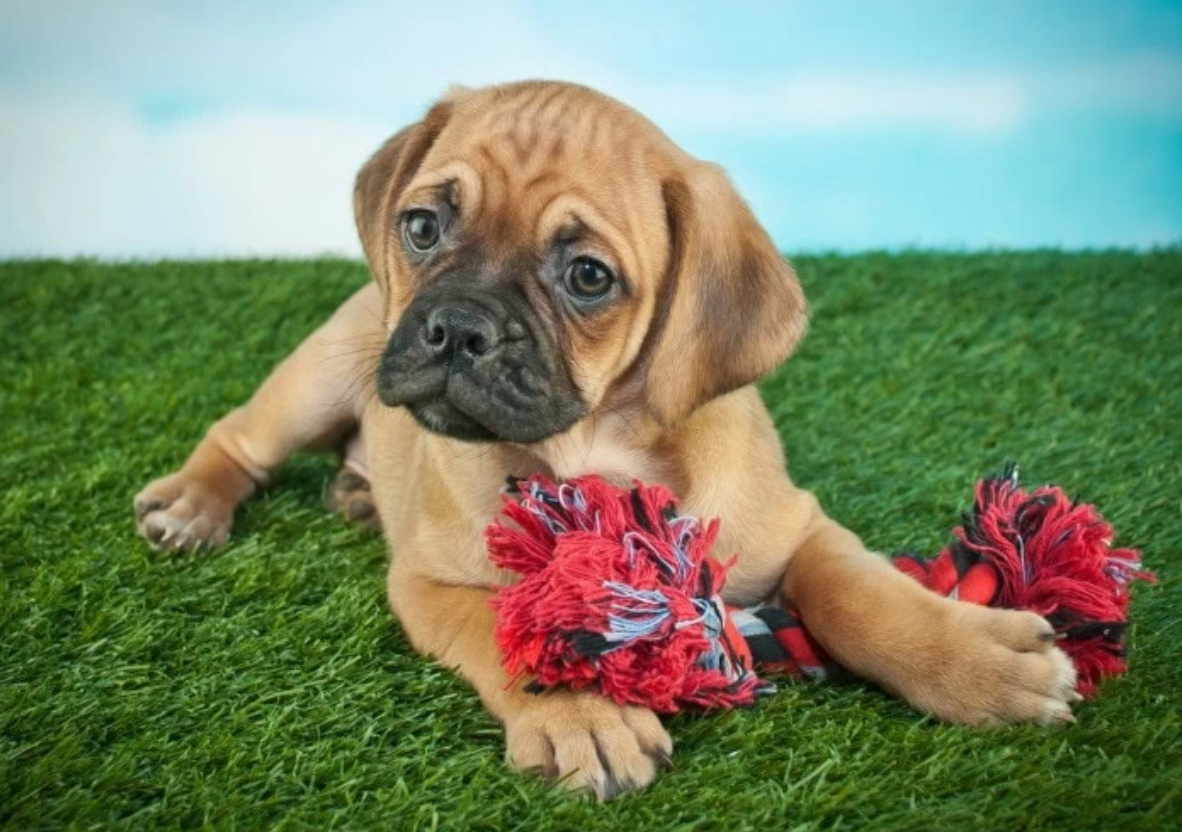 Beabull (Beagle x English Bulldog)